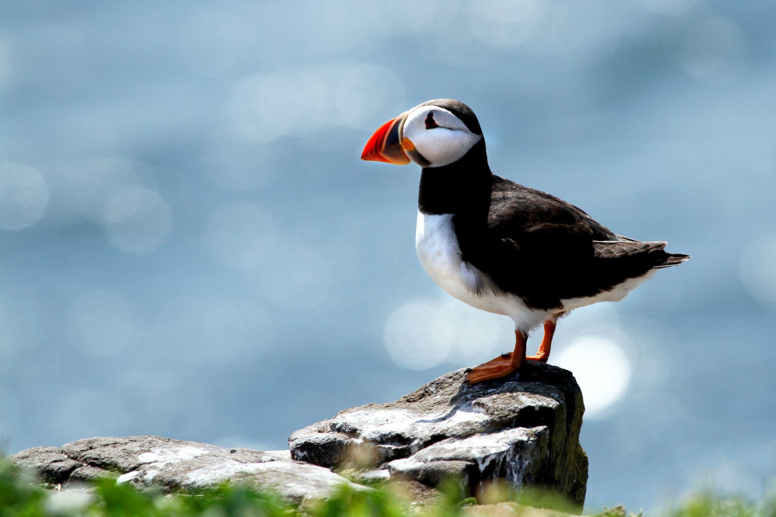 Identifier les oiseaux marins : le Macareux moine, clown discret des falaises