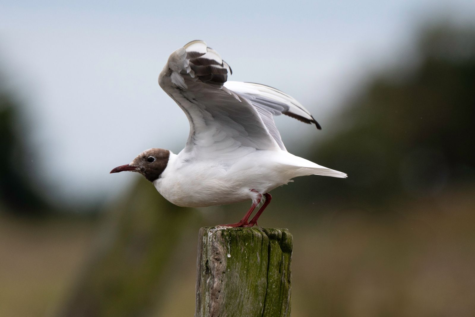 Identifier les oiseaux marins : la mouette rieuse, compagne familière du littoral