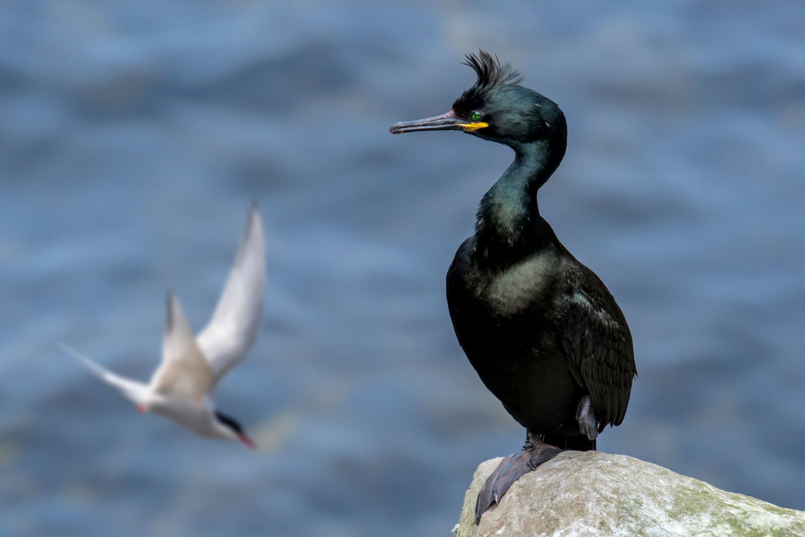 Identifier les oiseaux marins : le cormoran huppé, sentinelle noire des rochers atlantiques