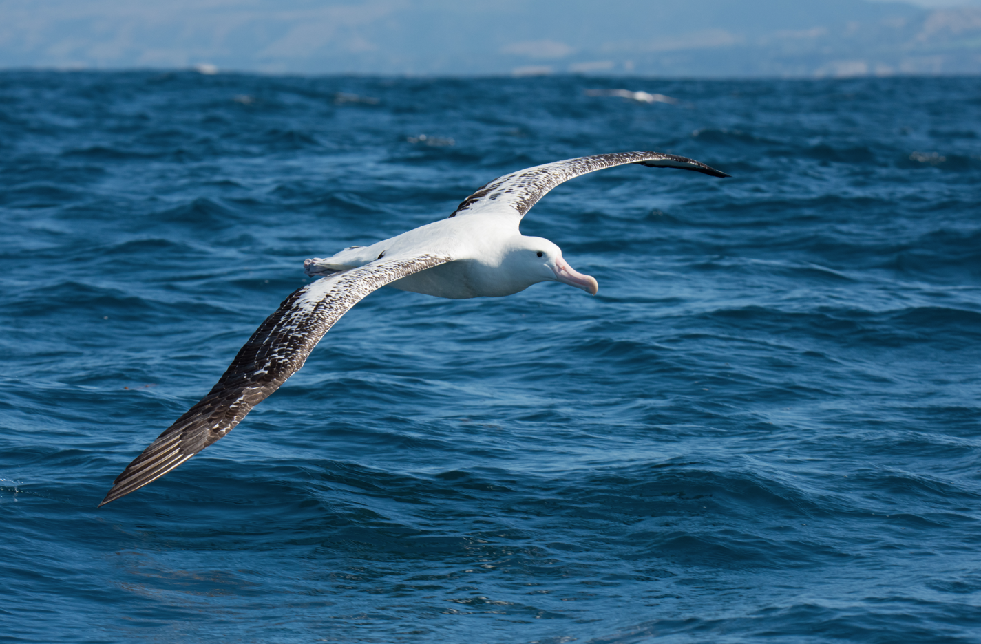 Identifier les oiseaux marins : l’albatros, fantôme ailé du grand large