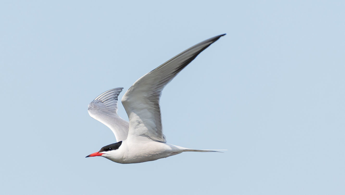 Identifier les oiseaux marins : la sterne pierregarin, élégance et vivacité des côtes françaises