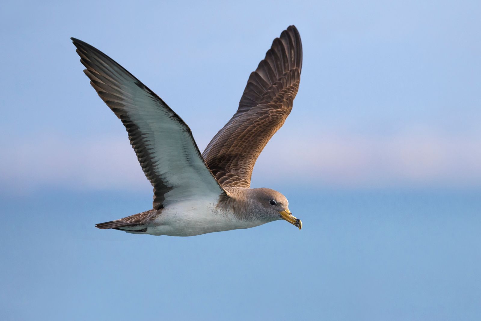 Identifier les oiseaux marins : le puffin cendré, voyageur discret du grand large