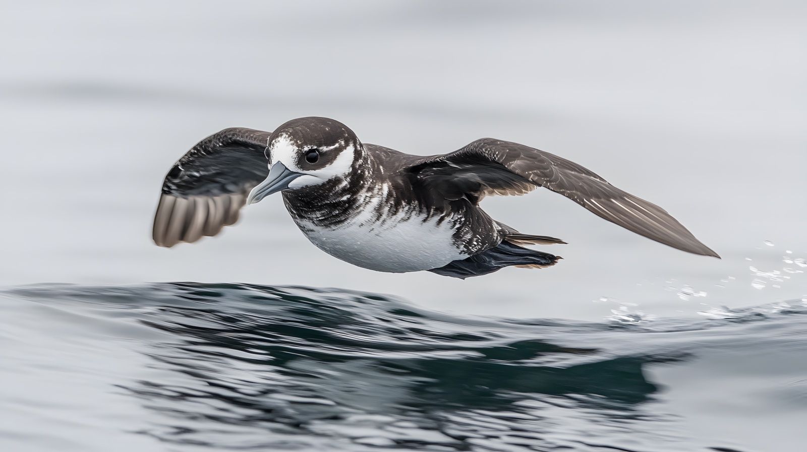 Identifier les oiseaux marins : l’océanite tempête, messager ailé du large