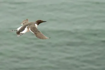 Identifier les oiseaux marins : le guillemot de Troïl, discret plongeur des falaises atlantiques