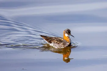 Identifier les oiseaux marins : Le phalarope à bec étroit, un oiseau de mer au comportement singulier