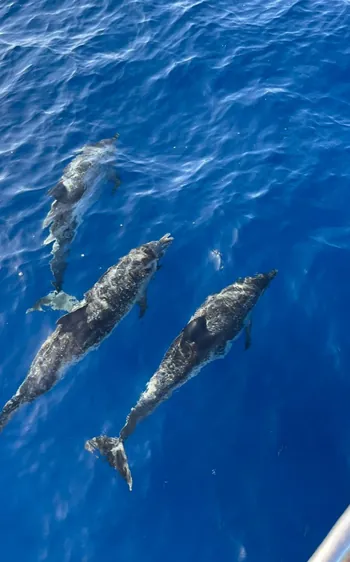 Rallye des Îles du Soleil 2025 : le calme plat s’installe, les équipages gardent le cap