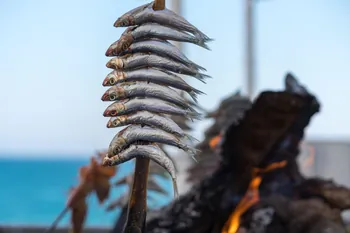 La pêche à la sardine : technique simple, plaisir immédiat