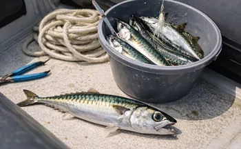 Pêche au maquereau : le poisson populaire qui met la mer à portée de tous