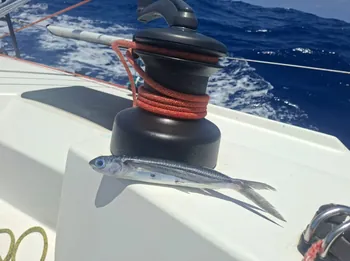 Cap-Martinique 2026 : entre grains, fatigue et poissons volants, les marins vivent une fin de traversée intense