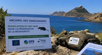 Archipel des Sanguinaires : l’éradication du rat noir ouvre une nouvelle étape pour la biodiversité au large d’Ajaccio