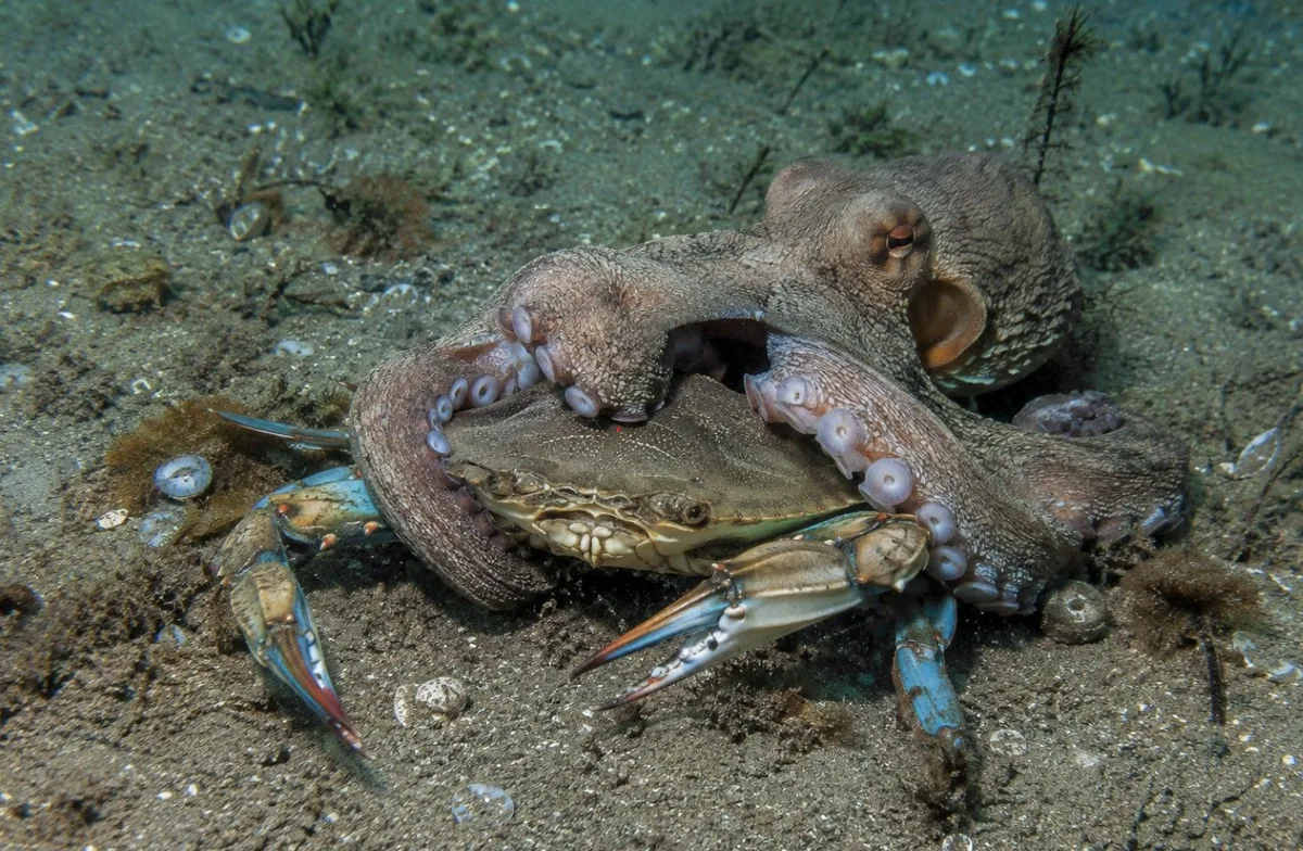 Crabe bleu en Méditerranée : l’Italie expérimente le poulpe comme prédateur naturel